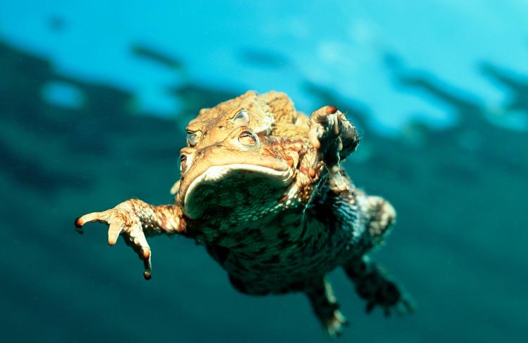 Pegos durante o acasalamento, eles seriam bicados pelos corvos até inflarem para se proteger -- e explodirem