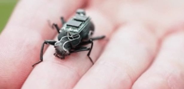 Até barata: engenheiro cria exército de 'insetos-robôs', mas encara dilema