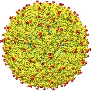 Representação da superfície do vírus da zika - Universidade Purdue/Kuhn e Rossmann