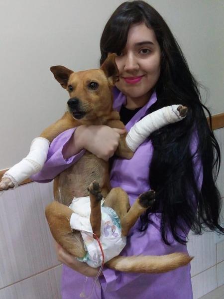 Cachorro jogado de janela de igreja no DF se recupera em clínica veterinária - Divulgação/Polícia Militar - DF