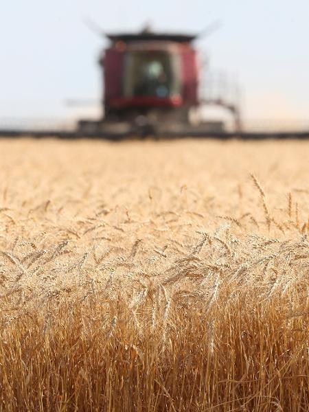 Índia proibiu a exportação de trigo para diminuir preços no mercado interno - SHANNON VANRAES