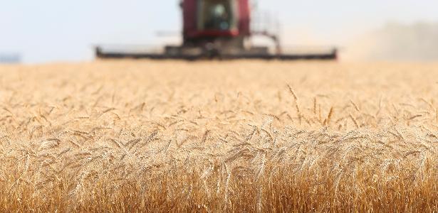Colheita de trigo no Canadá