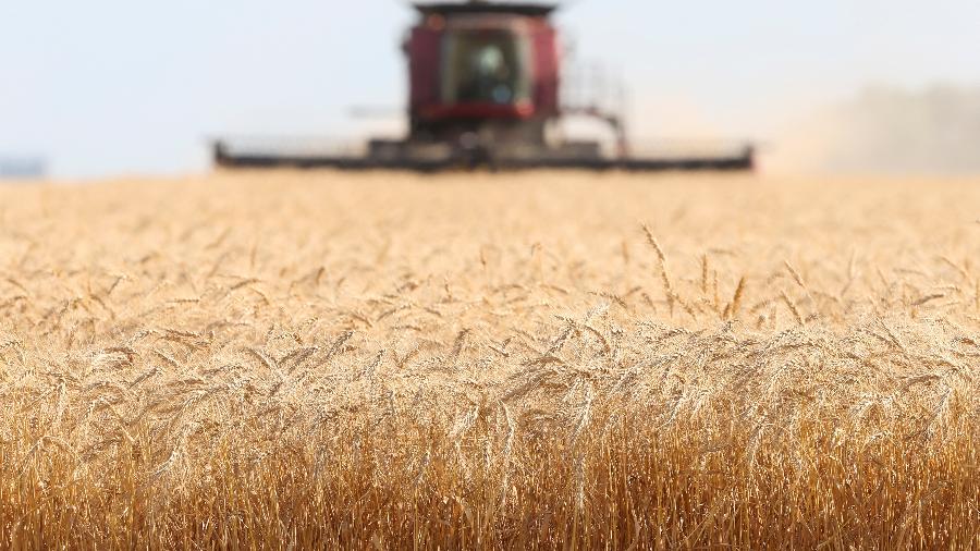 O mercado de trigo, já sob forte pressão devido à guerra na Ucrânia, foi abalado pelo embargo da Índia às suas exportações - SHANNON VANRAES