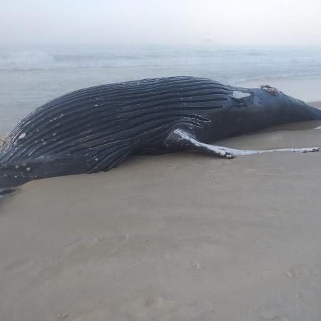 Imagem de arquivo mostra baleia morta na praia de São Conrado