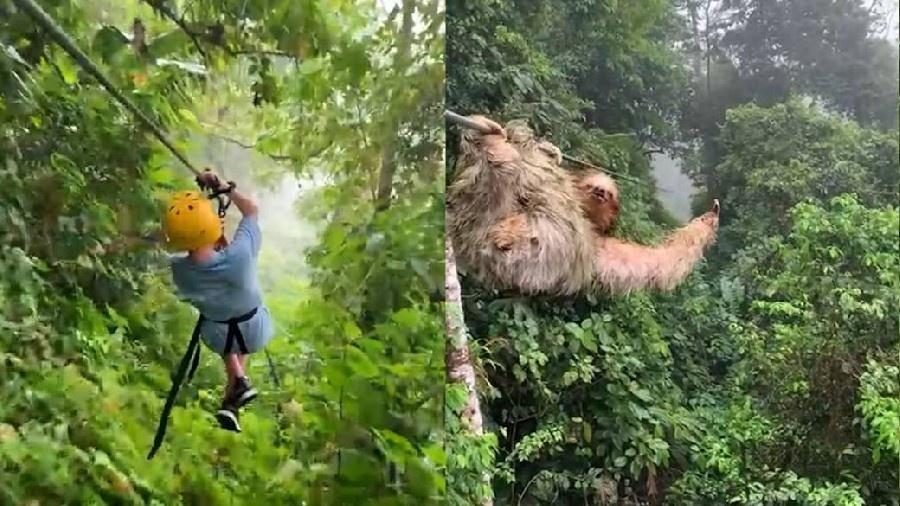 Menino em tirolesa esbarra em bicho-preguiça pendurado entre os cabos. - Reprodução/Go Adventure Park