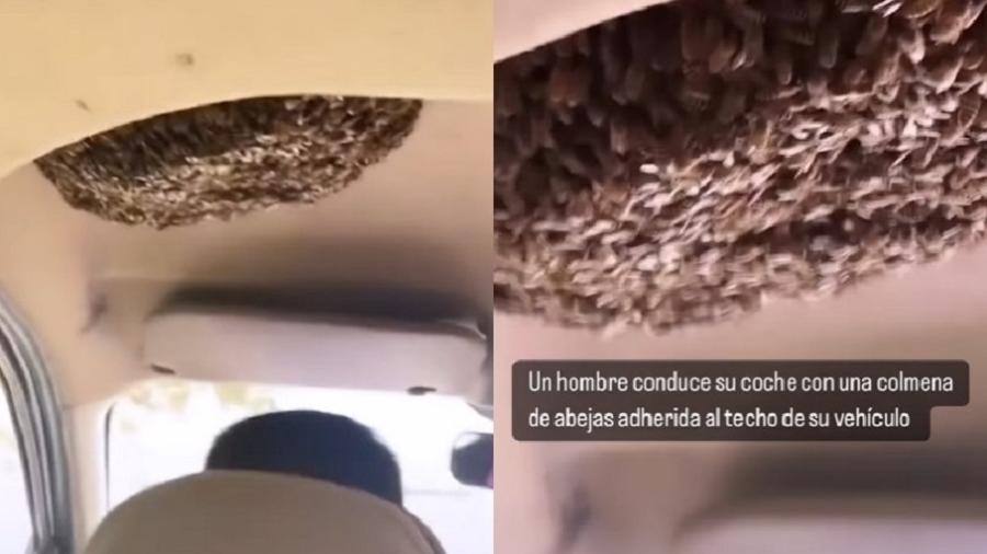Além do motorista, a passageira do banco traseiro também se disse tranquila com as abelhas dentro do carro - Reprodução/Instagram
