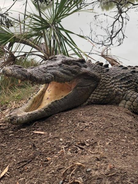 Um dos crocodilos da fazenda Koorana