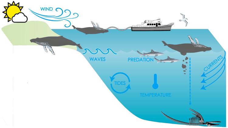 Ilustração mostra como carcaça de baleia se comporta no mar
