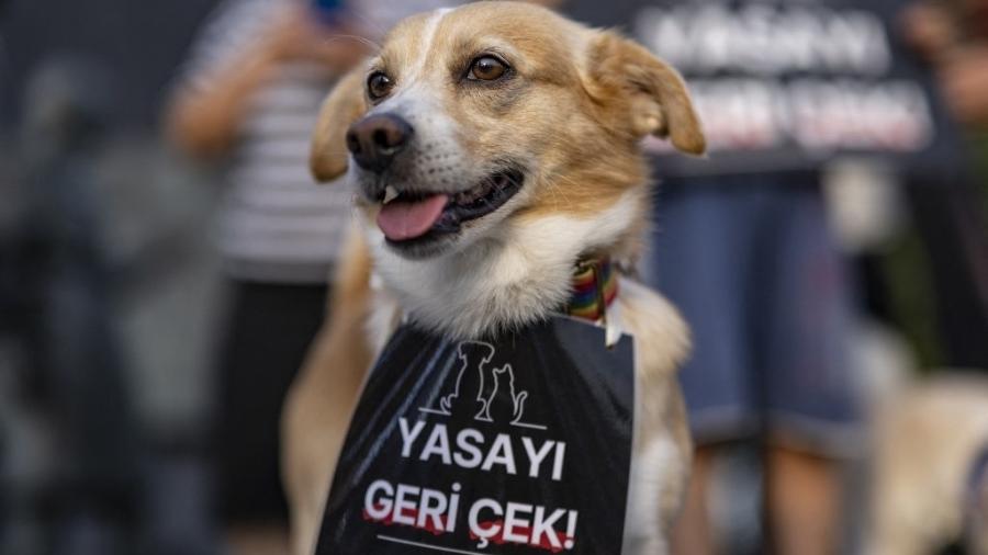 Cachorro com banner "derrubem a lei" é visto em protesto contra nova diretriz que determina o sacrifício dos considerados doentes ou agressivos - Yasin AKGUL / AFP