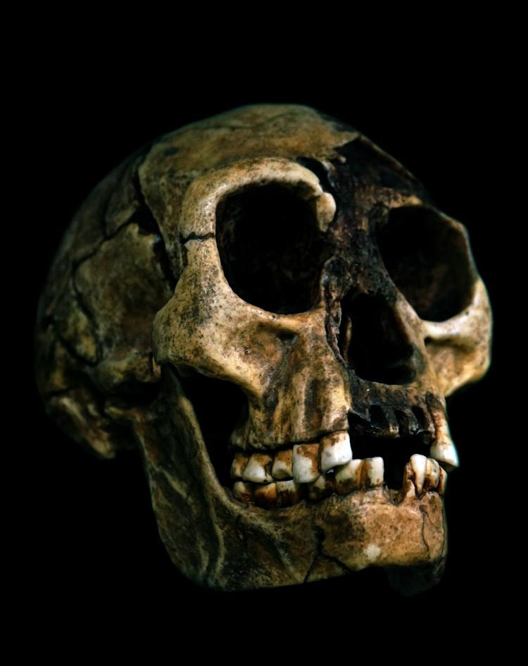 Crânio de um dos Homo floresiensis encontrado em Flores, na Indonésia