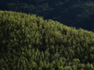 Colômbia pede que ONU tire a folha de coca da lista de substâncias nocivas