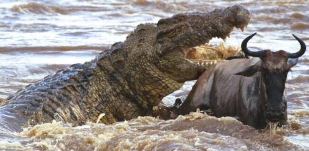 Instinto assassino: crocodilo 'demônio' de 6 m teria matado 300 pessoas