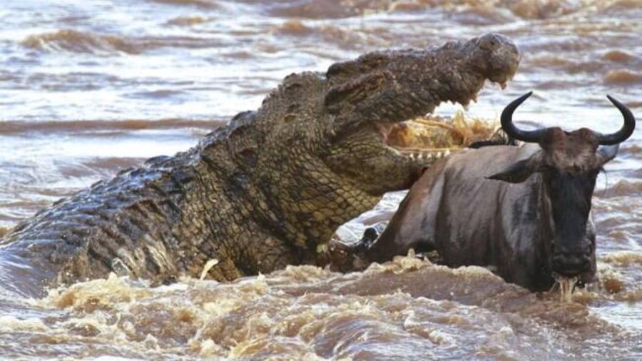 Crocodilo Gustave teria matado 300 pessoas Crocodilo Gustave teria matado 300 pessoas