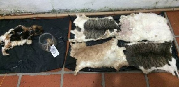 A polícia encontrou peles de gatos na residência do suspeito - Divulgação/Polícia de Antióquia