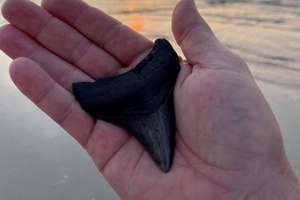 Praia nos EUA | Homem encontra fóssil de dente de tubarão pré-histórico