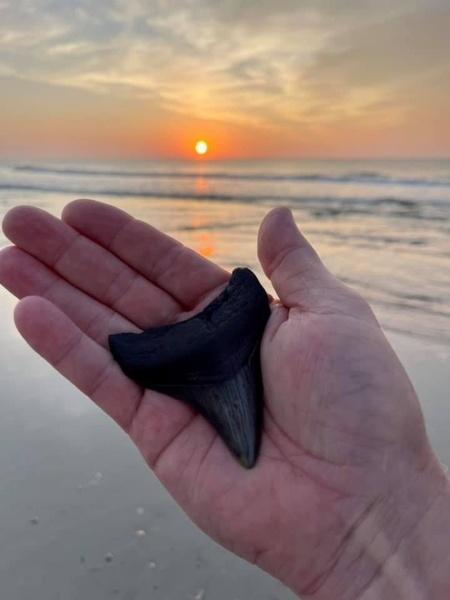 Dente de Megalodon encontrado em praia na Flórida - Divulgação/Facebok/Jacob Danner 