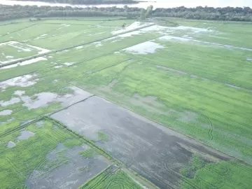 Forçado a importar arroz, governo não repôs estoques zerados sob Bolsonaro