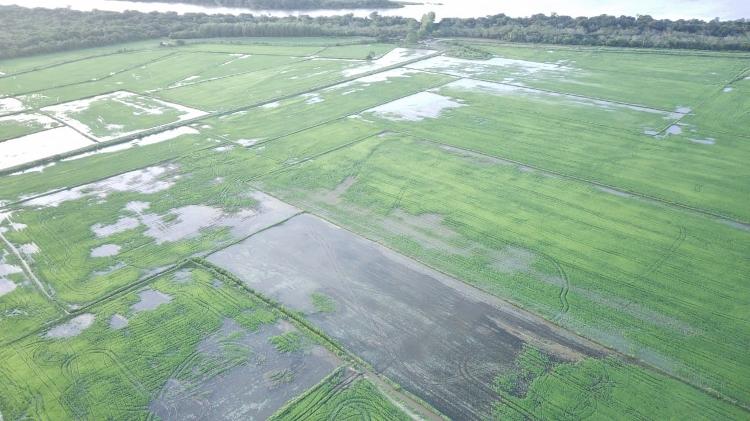 Vista aérea de lavoura de arroz alagada pelas chuvas em Eldorado do Sul (RS) fotografada em 31 de janeiro