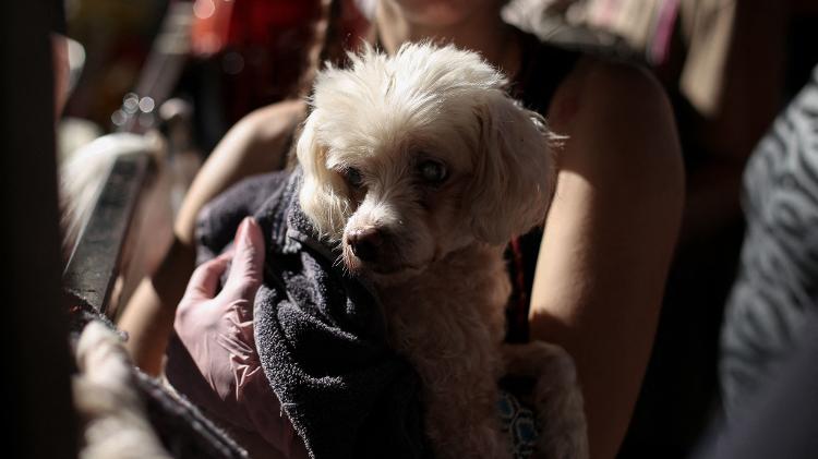 Cachorro resgatado em Porto Alegre, no Rio Grande do Sul