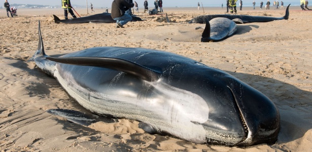 Bombeiros e voluntários de associação de proteção animal inspecionam carcaças de baleias que encalharam em praia em Calais, no norte da França - Denis Charlet/AFP