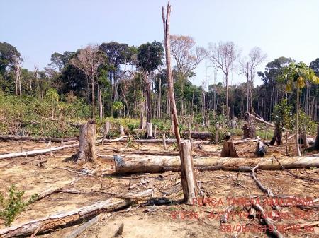 Registro da Força-Tarefa Amazônia com derrubada de árvores no dia 8 de agosto em Ajuricaba (AM) - Divulgação