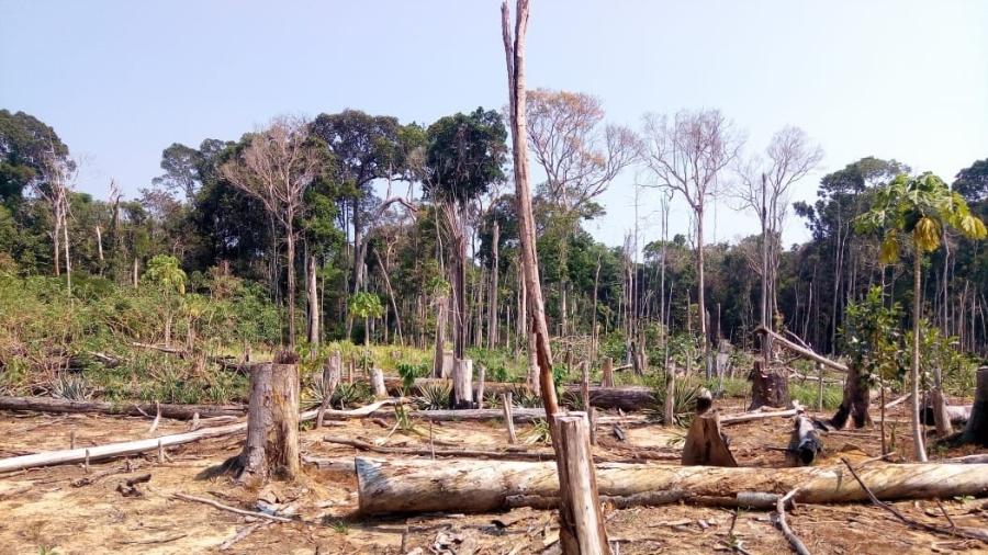 Registro da Força-Tarefa Amazônia com derrubada de árvores no dia 8 de agosto em Ajuricaba (AM) - Divulgação