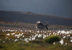 O concurso que reúne as fotos mais cômicas de animais selvagens - HARRY M. WALKER/COMEDY WILDLIFE PHOTOGRAPHY AWARDS