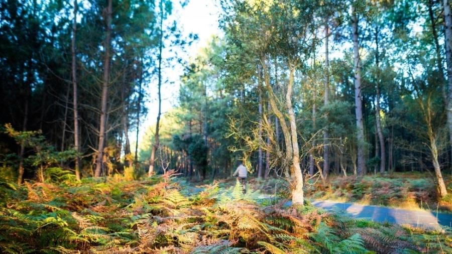 Landes é maior floresta já criada pelo homem na Europa ocidental - Getty Images/BBC