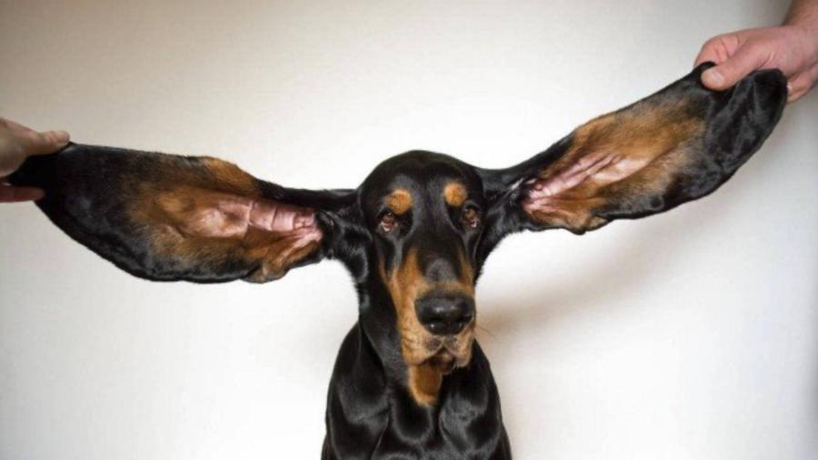A cadelinha Lou, de 3 anos, entrou para o Guinness por causa de suas enormes orelhas - Reprodução/Guinness World Records