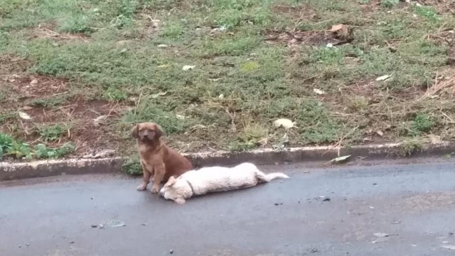 Cachorro guardou corpo do amigo por mais de 24 horas - Edilene Balen/Facebook/Reprodução