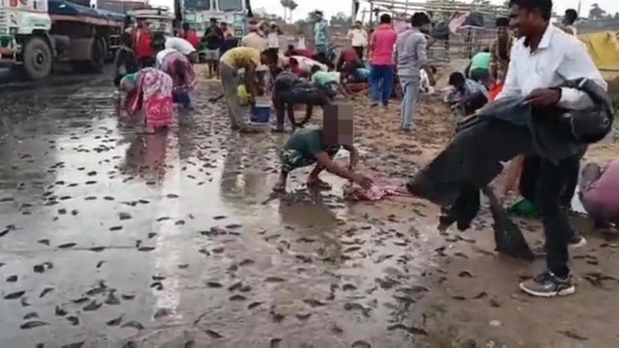 Peixes cobrem estradas e ruas em cidade na Índia depois de forte tempestade - Reprodução/Twitter