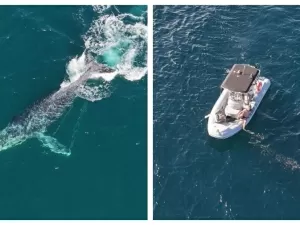 Baleia jubarte se 'enrosca' e puxa barco de pescador no RJ