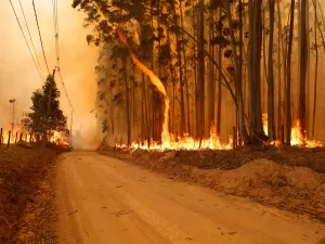 Puxado por Brasil, incêndios na América do Sul quebram novo recorde