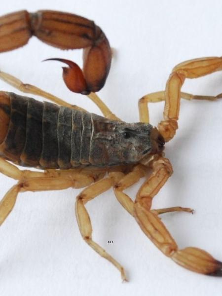 Escorpião-amarelo (Tityus serrulatus) - Divulgação SES/Secretaria da Saúde do Rio Grande do Sul