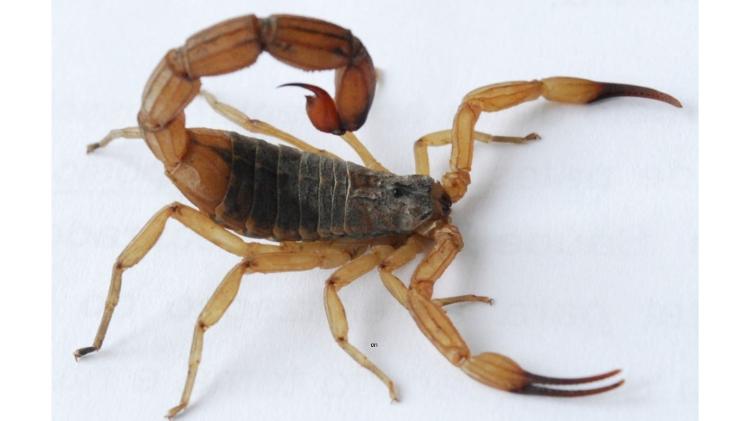 Escorpião-amarelo: após picada, é necessário buscar atendimento médico Escorpião-amarelo: após picada, é necessário buscar atendimento médico
