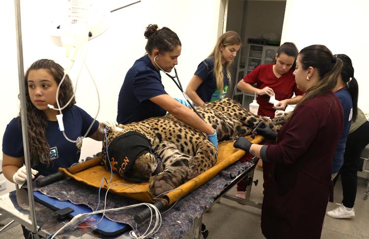 Onça capturada no Pantanal passa por check-up de saúde Onça capturada no Pantanal passa por check-up de saúde