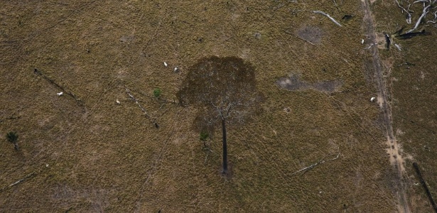 Árvore sobrevive solitária em área desmatada de Rio Pardo, em Porto Velho (RO) - Nacho Doce/Reuters