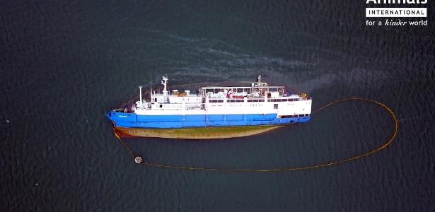 A caminho da Arábia Saudita | Navio levando mais de 14 mil ovelhas vira na Europa; animais estão presos