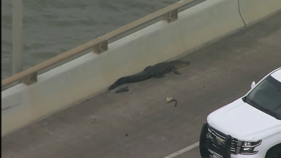 Crocodilo na ponte, enquanto a polícia e o controle de animais planejavam sua captura - Reprodução/ABC 13