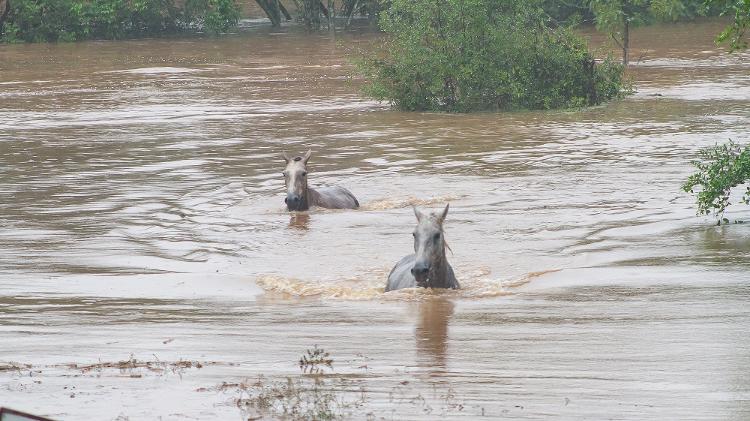 Cavalos no meio nas enchentes 