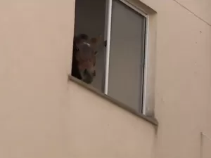 Égua é resgatada de 3º andar de prédio em São Leopoldo