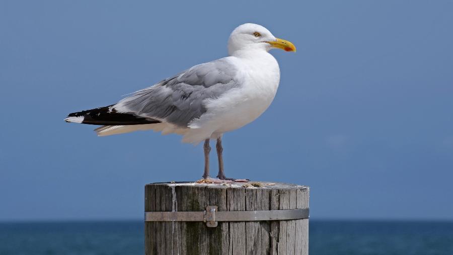 Dejetos produzidos por algumas aves marinhas podem valer milhões de dólares - Getty Images/EyeEm