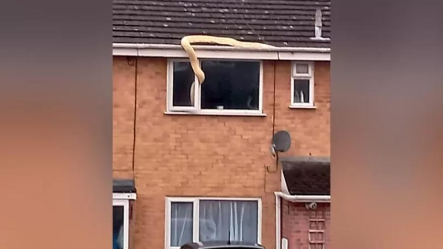 Píton birmanesa de 5,5 metros tentou entrar pela janela de uma casa em Chandler"s Ford, Hampshire - SOLENT NEWS & PHOTO AGENCY