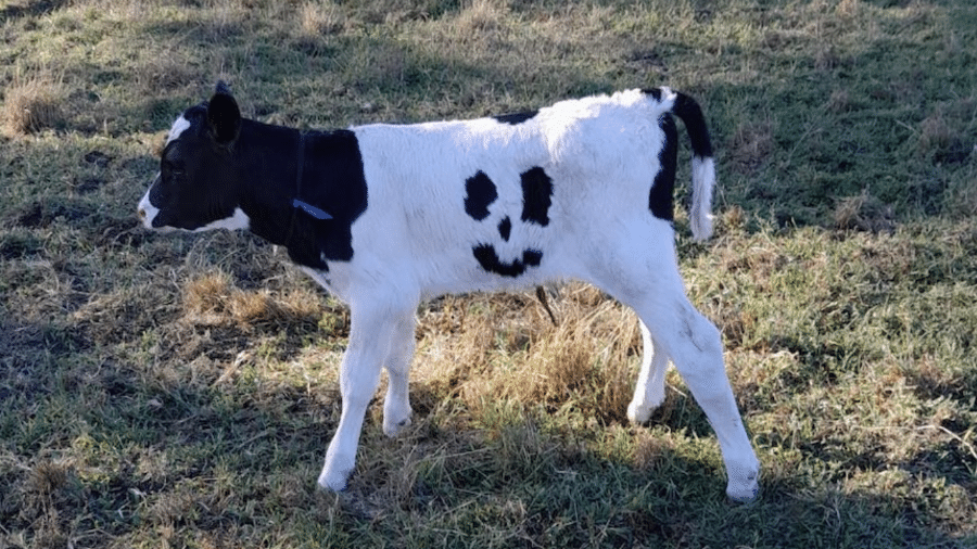 Bezerro nasceu com manchas com formato de sorriso na Austrália - Bellbrook Holsteins/Divulgação