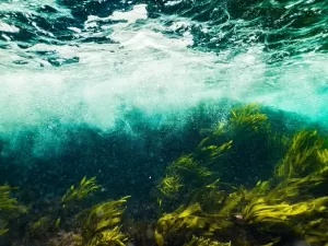 Você não percebeu, mas os oceanos estão mudando de cor; entenda a razão