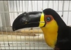 Tucano vítima de maus-tratos ganha bico feito em impressora 3D - Reprodução/BBC