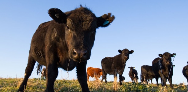 A doença da vaca louca atinge o sistema nervoso dos animais - Getty Images