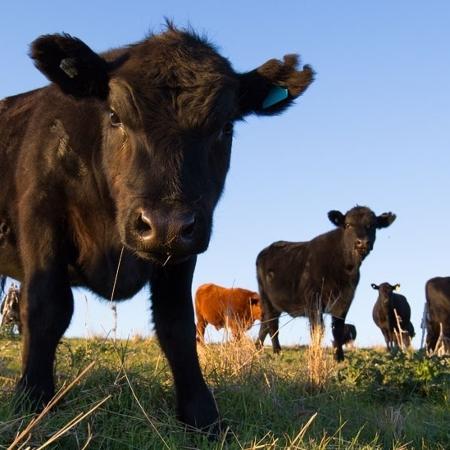 Doença da vaca louca atinge o sistema nervoso dos animais - Getty Images