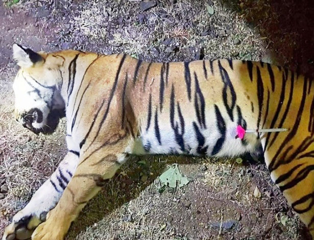 O corpo já morto da trigresa conhecida pelos caçadores como T1 depois de ser baleada nas florestas do estado indiano de Maharashtra  - AFP