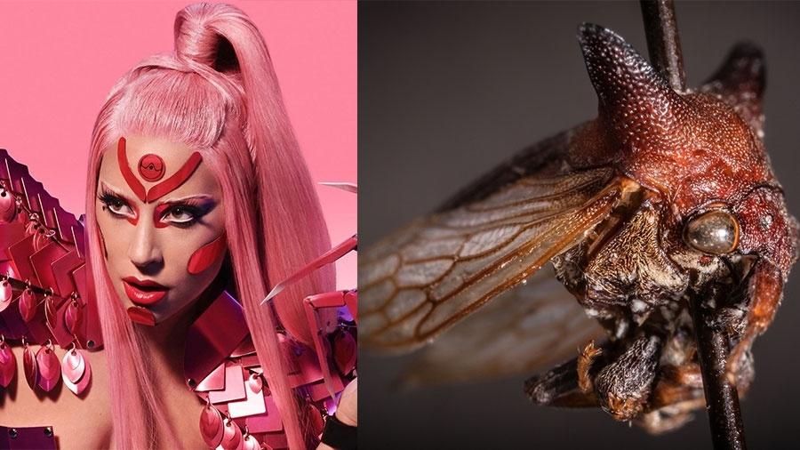 Gaga e seu inseto - Divulgação